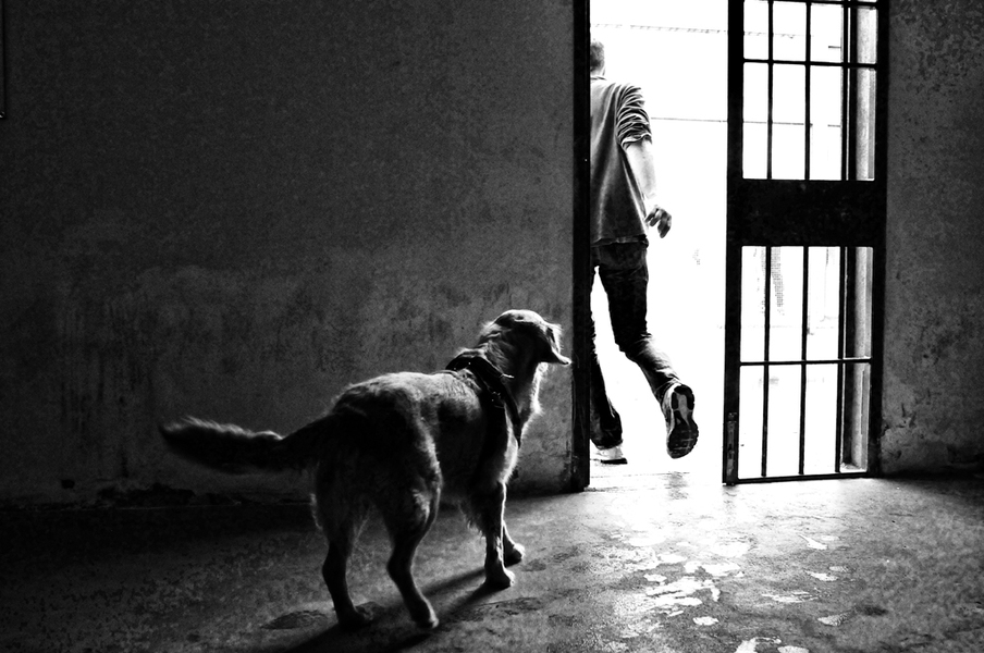 Cani Dentro, mostra fotografica di cani co-terapeuti per i detenuti